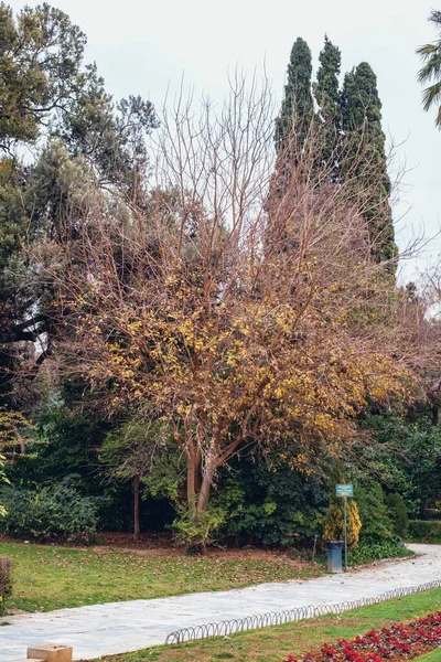 Athen Griechenland Februar 2020 Der Nationalgarten Ist Ein Öffentlicher Park — Stockfoto