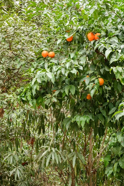 Atene Grecia Febbraio 2020 Giardino Nazionale Parco Pubblico Della Città — Foto Stock