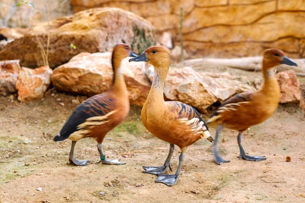 Canards Sauvages Vue Près — Photo