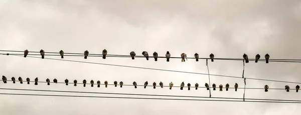 Paloma Cable Alimentación Con Fondo Nublado Sky — Foto de Stock