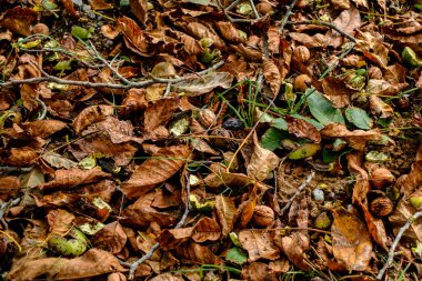 Çimlere düşen cevizler