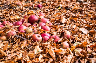 Ormanın yeşilliklerinde kırmızı elmalar