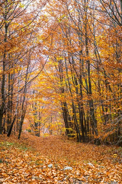 Foresta Autunnale Betulle Con Foglie Cadute — Foto Stock