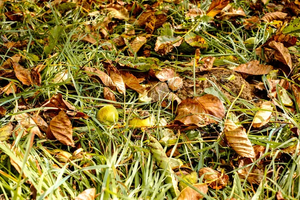 Gefallene Walnüsse Gras — Stockfoto