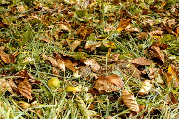 풀밭에 떨어진 — 스톡 사진