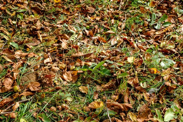 Fallen Walnuts Grass — Stock Photo, Image