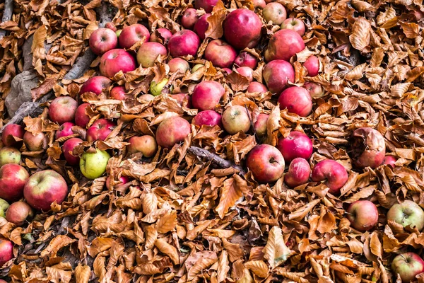Красные Яблоки Листве Леса — стоковое фото