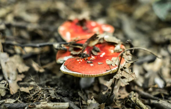 Rote Pilze Wald — Stockfoto