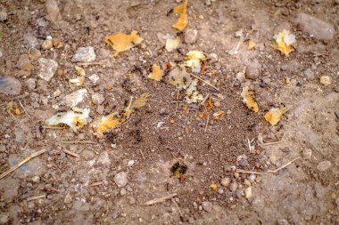 Karınca yuvasına yiyecek taşıyan karıncalar.