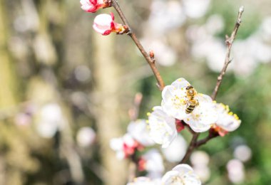 Bahar boyunca kayısı çiçekleri üzerinde çalışan arılar.