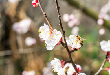Bahar boyunca kayısı çiçekleri üzerinde çalışan arılar.