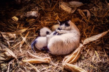 Emzirme sırasında kedi ve kedi yavruları samanlıkta fotoğraflandı..