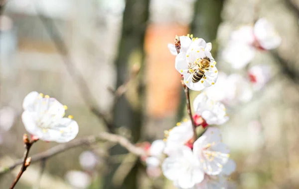 Bees at work on a apricot blossom during spring