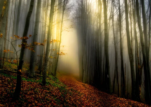 Lumières Mystiques Dans Forêt — Photo