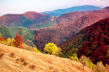 Romanya 'nın sonbahar mevsiminde dağlar, Cindrel dağları, Paltini bölgesi, Sibiu ilçesi, orta Romanya