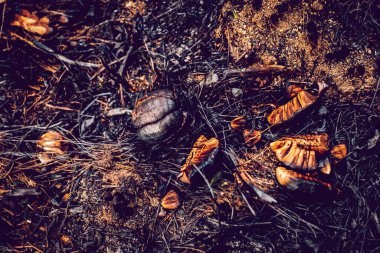 Vahşi salyangoz kabuğu yangından sonra kül oldu. Yanan otlar ve bitkilerin siyah dalları olan bir yangından sonra orman arazisi