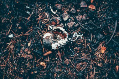 Vahşi salyangoz kabuğu yangından sonra kül oldu. Yanan otlar ve bitkilerin siyah dalları olan bir yangından sonra orman arazisi