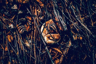 Vahşi salyangoz kabuğu yangından sonra kül oldu. Yanan otlar ve bitkilerin siyah dalları olan bir yangından sonra orman arazisi