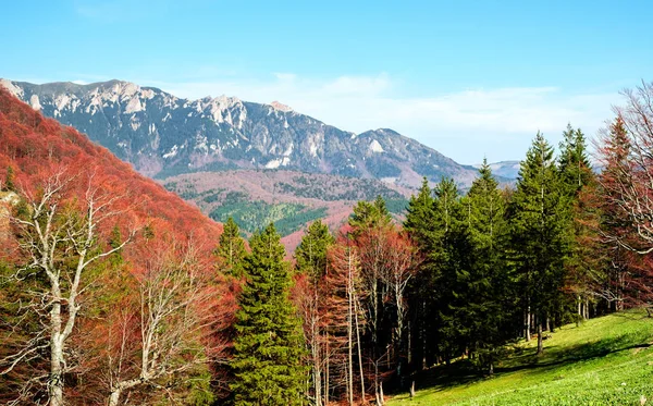 Colores Primavera Otoño Rocas Bratocei Montañas Ciucas Rumania 1720M —  Fotos de Stock