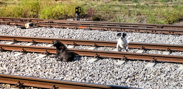 两条狗在铁轨上 — 图库照片