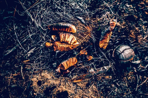 Dziki Ślimak Zwęglony Popiół Pożarze Las Pożarze Spaloną Trawą Czarnymi — Zdjęcie stockowe