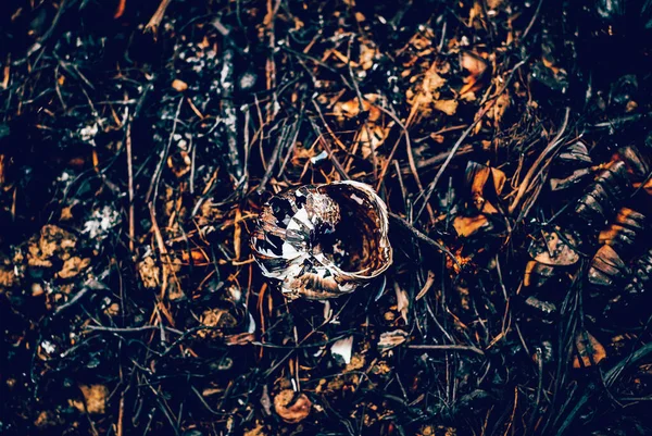 Wild snail shell charred ashes after wildfire. Forest ground after a fire with burnt grass and black branches of plants