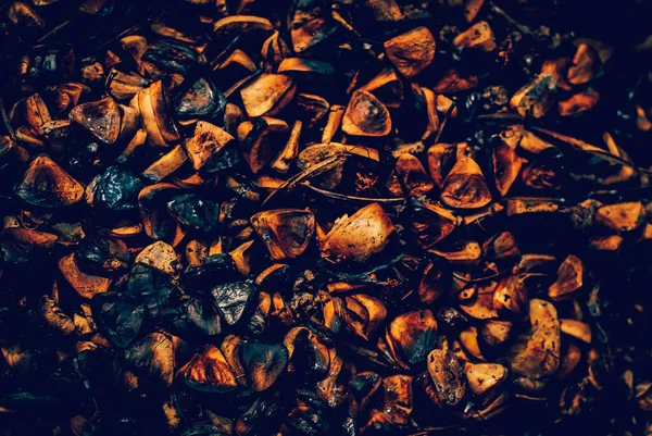 Wild snail shell charred ashes after wildfire. Forest ground after a fire with burnt grass and black branches of plants