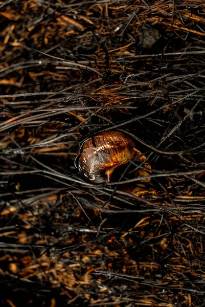 Wild Slak Schaal Verkoold Wildvuur Bosgrond Een Brand Met Verbrand — Stockfoto