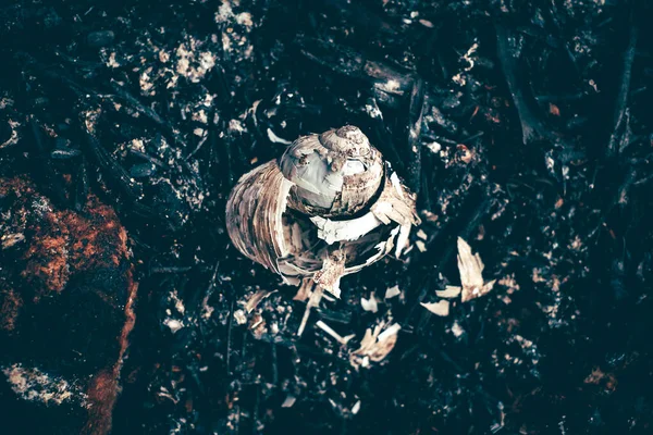 Wild snail shell charred ashes after wildfire. Forest ground after a fire with burnt grass and black branches of plants