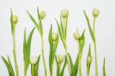 Beyaz Lale beyaz düz üzerinde yerleşmiş yatıyordu 