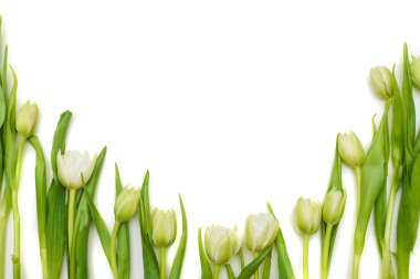 Güzel beyaz laleler yarım daire bir kopya alanı için kurulan