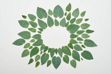 Yeşil yaprakları tarafından kurulan bir kopya alanı için daire 