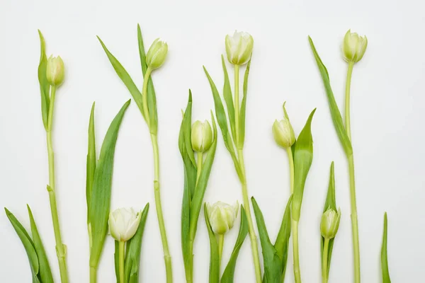 Bílé tulipány usadila bílá plochá ležela — Stock fotografie