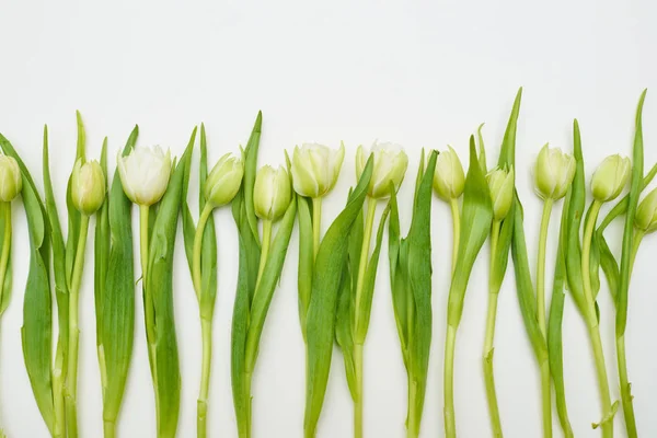Disposizione foderata di tulipani su strato piatto bianco — Foto Stock