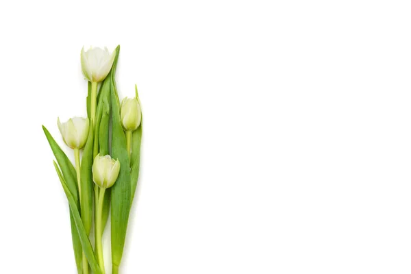 Bonito brunch de tulipanes blancos frescos aislados sobre fondo blanco —  Fotos de Stock