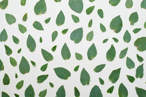 Zielone liście Układ nad płaskim lay — Zdjęcie stockowe