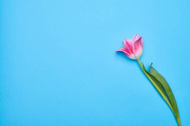 Mavi arka plan üzerinde Pembe Lale Flatlay görünümünü