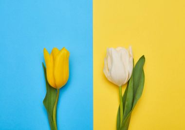 İki renkli Lale havai görünümü üzerinde mavi bir flatlay