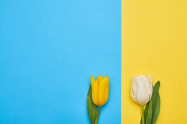 Birkaç izole iki farklı bahar laleler