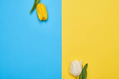 Flatlay üzerinde kopya alanı ile iki Lale Üstten Görünüm