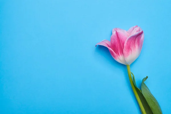 Ângulo alto de uma única tulipa rosa com um espaço de cópia sobre flatlay — Fotografia de Stock