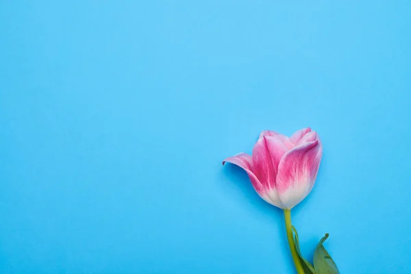 Ângulo alto de uma flor de tulipa separada sobre flatlay azul — Fotografia de Stock