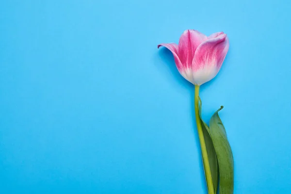 Ovanifrån av skålformade blossom rosa tulpan över Blå flatlay — Stockfoto