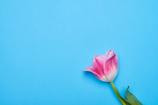 Vista superior da única tulipa rosa isolada sobre flatlay azul — Fotografia de Stock
