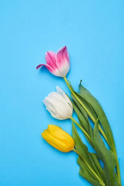 Tři kouzelné tulipány leží na modré flatlay s kopií spac — Stock fotografie