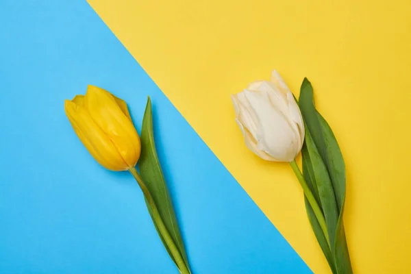 Vista superior de duas tulipas deitadas em diferentes flatlays — Fotografia de Stock