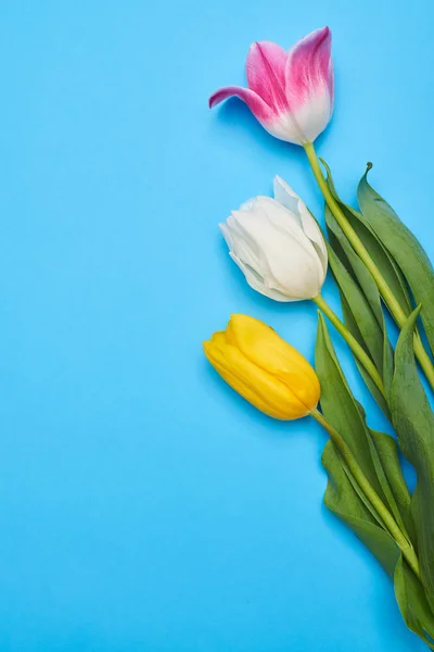 Tulipas primavera sobre flatlay azul — Fotografia de Stock