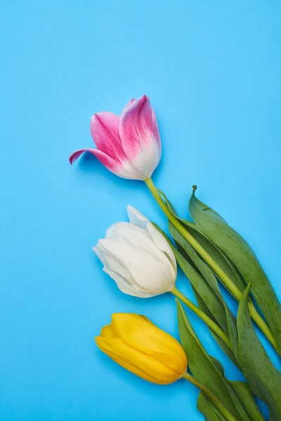 Três tulipas coloridas da mola arranjadas em um flatlay azul — Fotografia de Stock
