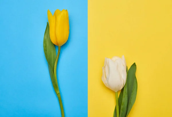 Dvě nabídky jarní tulipány — Stock fotografie