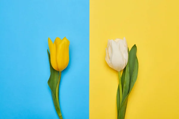 白と黄色のチューリップ — ストック写真